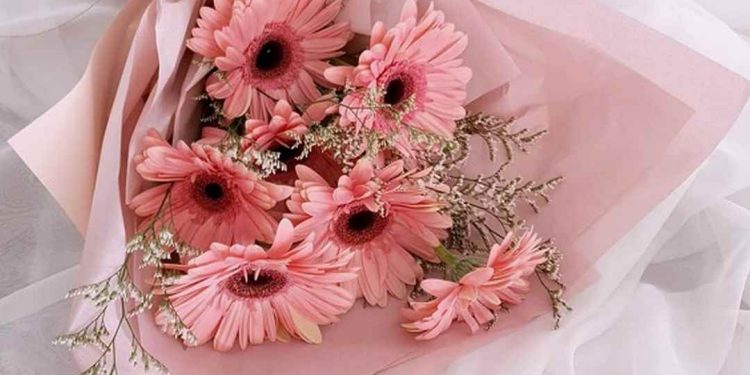 Hoa đồng tiền dùng để trang trí, quà tặng