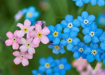 Các công dung của hoa lưu ly