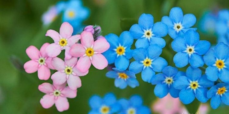 Các công dung của hoa lưu ly