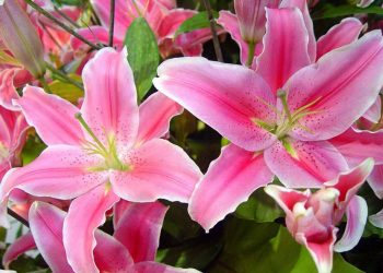 Hoa ly gắn liền với câu chuyện tình yêu đẫm nước mắt