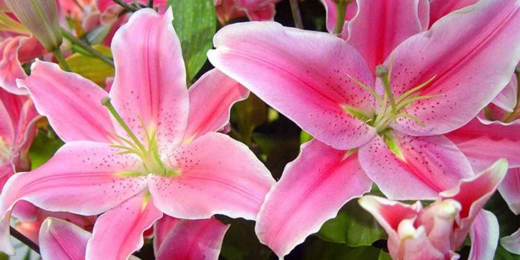 Hoa ly gắn liền với câu chuyện tình yêu đẫm nước mắt