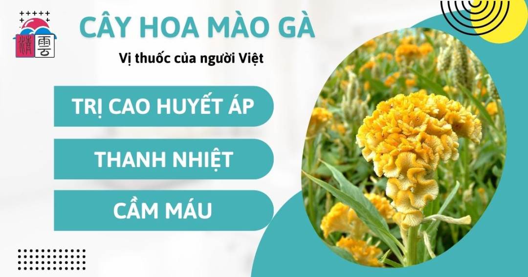 Công dụng của cây Mào Gà