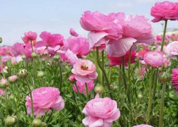 Hoa mao lương có thể giúp giảm đau đầu