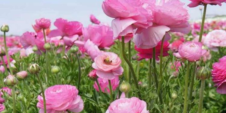 Hoa mao lương có thể giúp giảm đau đầu