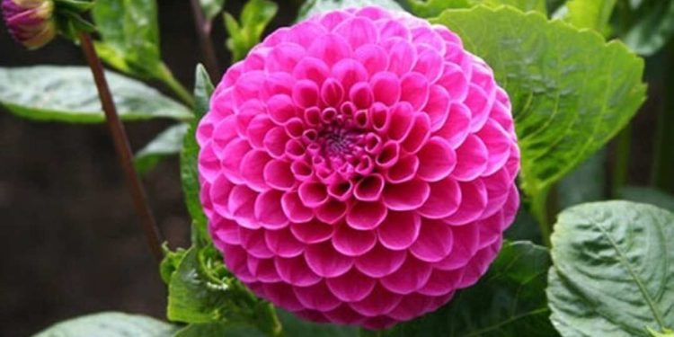 Thược dược rất đẹp là loài hoa đẹp