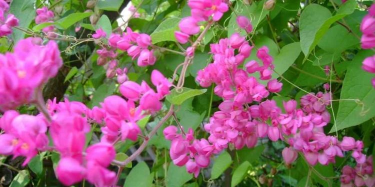 Hoa Tigon cũng có thể giúp tăng sự sinh trưởng của các loài cây khác