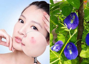 Công dụng làm đẹp của hoa đậu biếc trong việc giảm nhăn, làm mờ sẹo