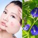 Công dụng làm đẹp của hoa đậu biếc trong việc giảm nhăn, làm mờ sẹo