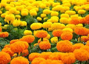 Hình ảnh Hoa cúc vạn thọ trơn