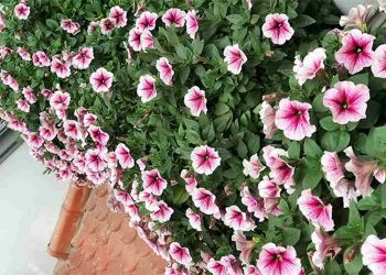 Dạ yến thảo trồng bao lâu ra hoa?