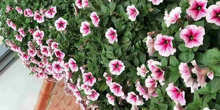 Dạ yến thảo trồng bao lâu ra hoa?