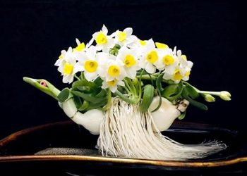 Đặc điểm hoa thủy tiên