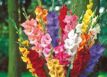 Cây hoa lay ơn là một loài hoa đẹp và đa dạng