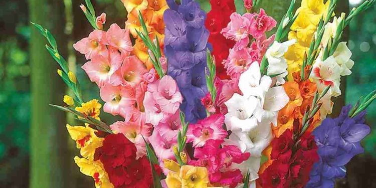 Cây hoa lay ơn là một loài hoa đẹp và đa dạng