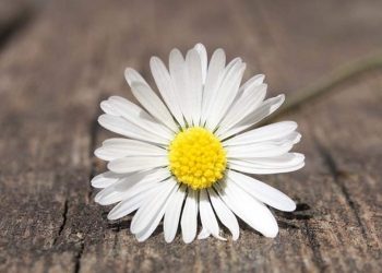 Hoa Cúc Dại là một loại hoa đẹp và đặc biệt