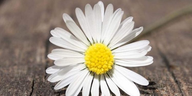 Hoa Cúc Dại là một loại hoa đẹp và đặc biệt