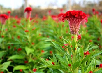 Đặc điểm hoa mào gà