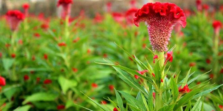 Đặc điểm hoa mào gà