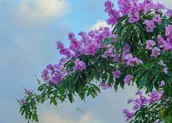 Hoa bằng lăng có nhiều loại khác nhau