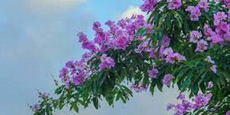 Hoa bằng lăng có nhiều loại khác nhau