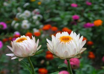 Hoa bất tử là hoa gì?