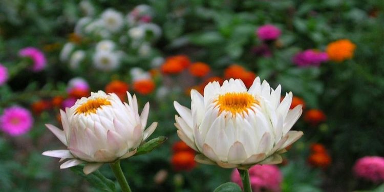 Hoa bất tử là hoa gì?