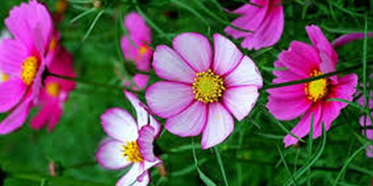 Đặc điểm ngoại hình