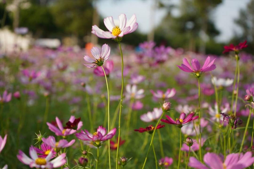 Phân loại theo màu sắc