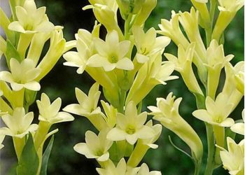 Đặc điểm hoa huệ