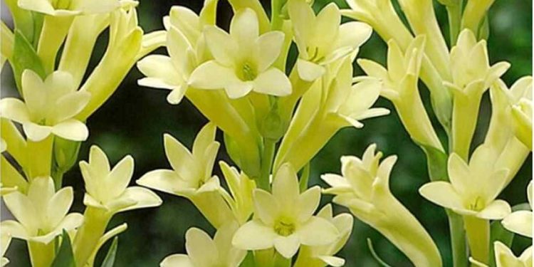 Đặc điểm hoa huệ