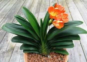 Hình ảnh hoa lan quân tử