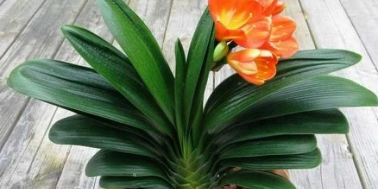 Hình ảnh hoa lan quân tử