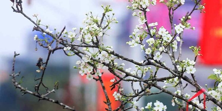 Đặc điểm hoa lê