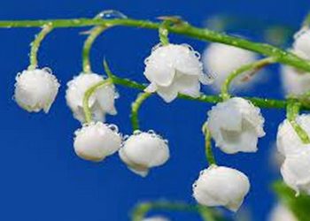 Đặc điểm hoa linh lan