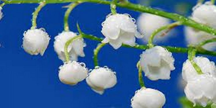 Đặc điểm hoa linh lan