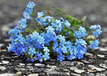 Thời gian ra hoa lưu ly