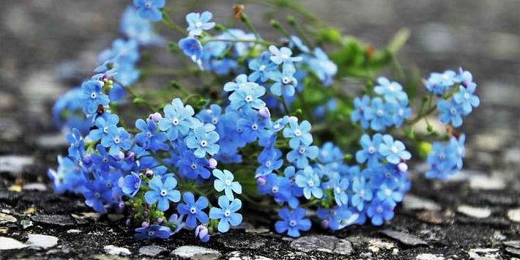 Thời gian ra hoa lưu ly