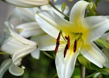 Hoa Ly được sử dụng trong nhiều mục đích khác nhau