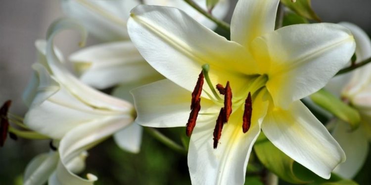 Hoa Ly được sử dụng trong nhiều mục đích khác nhau