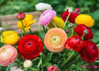 Đặc điểm hoa mao lương