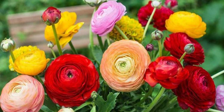 Đặc điểm hoa mao lương