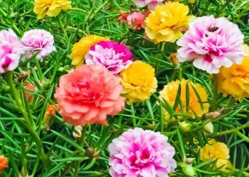 Hoa mười giờ khoe sắc