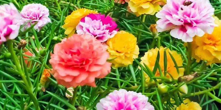 Hoa mười giờ khoe sắc