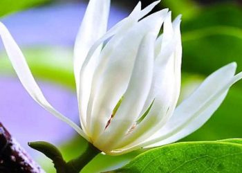 Ý Tưởng Khi Trang Trí Bằng Hoa Ngọc Lan