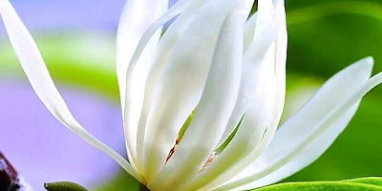 Ý Tưởng Khi Trang Trí Bằng Hoa Ngọc Lan