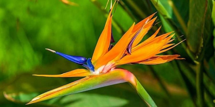 Đặc điểm hoa thiên thiên điểu