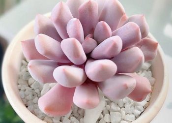 Hình ảnh hoa sen đá