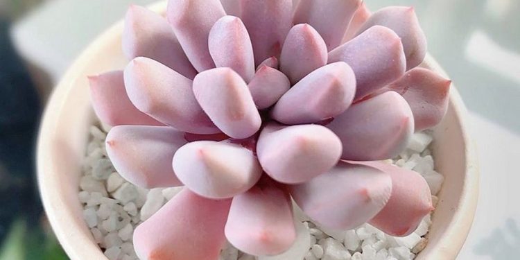 Hình ảnh hoa sen đá