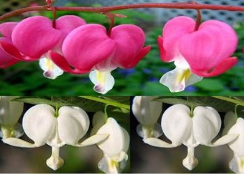 Ý nghĩa của hoa tigon