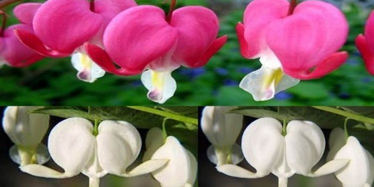 Ý nghĩa của hoa tigon